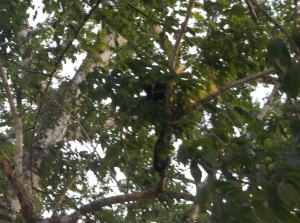 Howler monkey in the tree