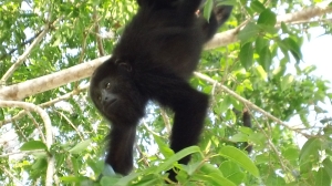 Rambo lived in the trees behind our cabanas and he made him the mascot for study abroad Belize 2013.